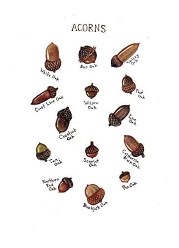 Acorns Field Guide Art Print