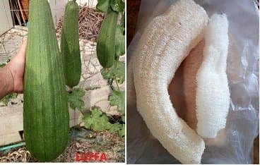Seeds LUFFA
