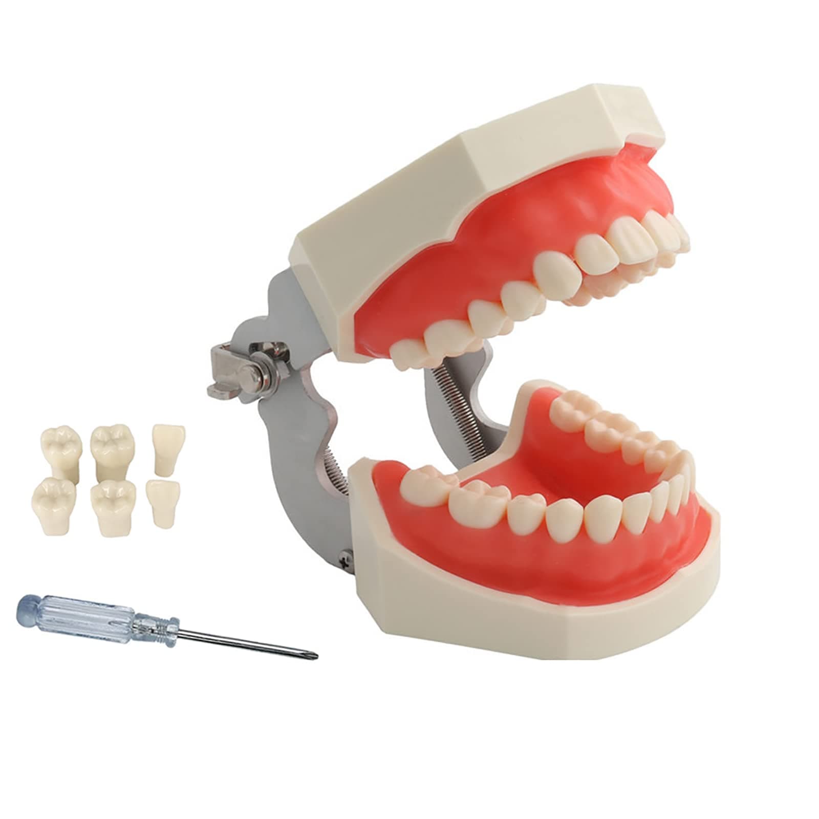 TM-021 Dental Typodont Teeth Model, Completely Detachable Teaching Study Tools Typodont Articulated Anatomy Teeth Model 28 Removable Teeth, with a Small Screwdriver