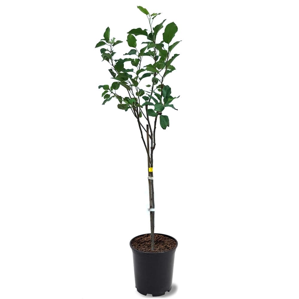 Generic Anna Apple Tree, Low Chill, Deciduous, Fruit Bearing, Medium to Large Fruit, 1 gal, Nursery Pot (Due to Agricultural Laws, we Cannot Ship to CA, AZ, AK, or HI), Green