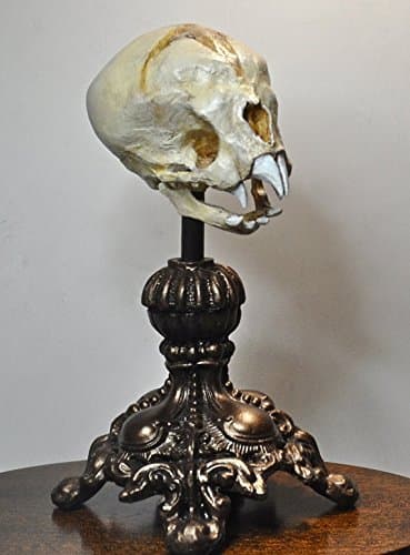 Nosferatu Fetal Skull Display