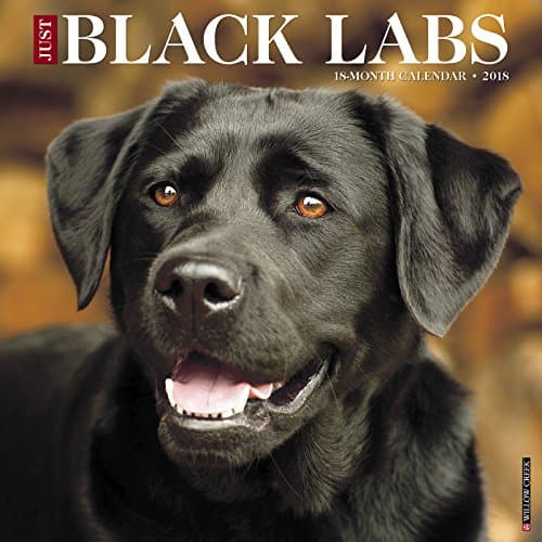 Just Black Labs 2018 Calendar