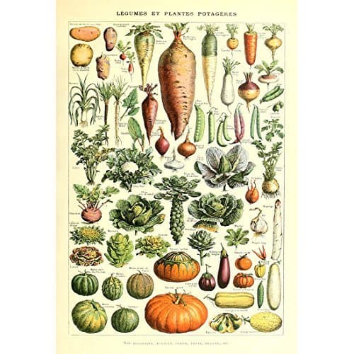 Vintage Poster Print Art Kitchen Vegetable Identification Reference Chart Botanical Science Plant Carrot Pumpkin Potato Home Wall Decor (53cm x 80cm)