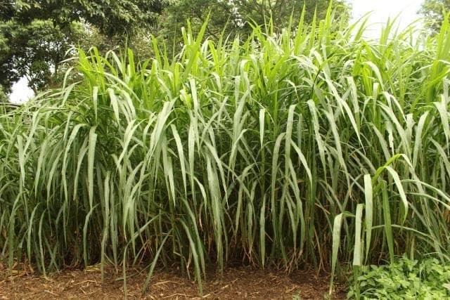 Giant Elephant Grass 20+ Seeds