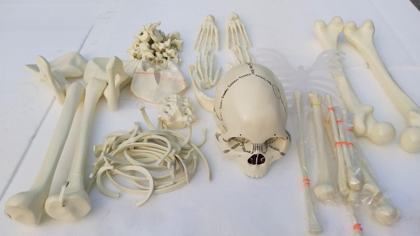 E-MEDI Disarticulated Human Skeleton Bone Set Model For Educational Not For MBBS Students (Loose Bones Set)
