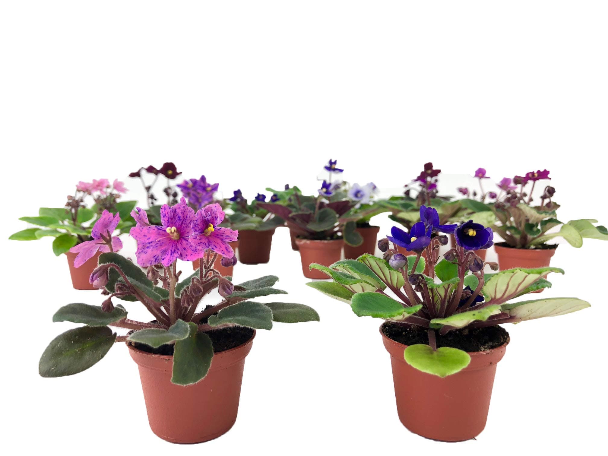 2" Mini African Violets Set (2 Assorted Plants)