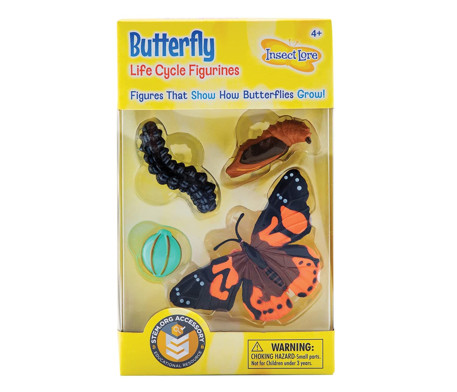Insect Lore Life Cycle Stages Butterfly