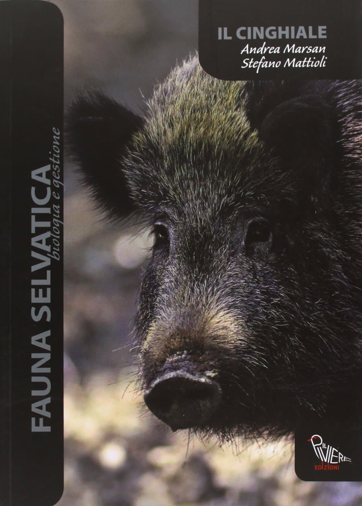 MATTIOLI, STEFANO. MARSAN, AND