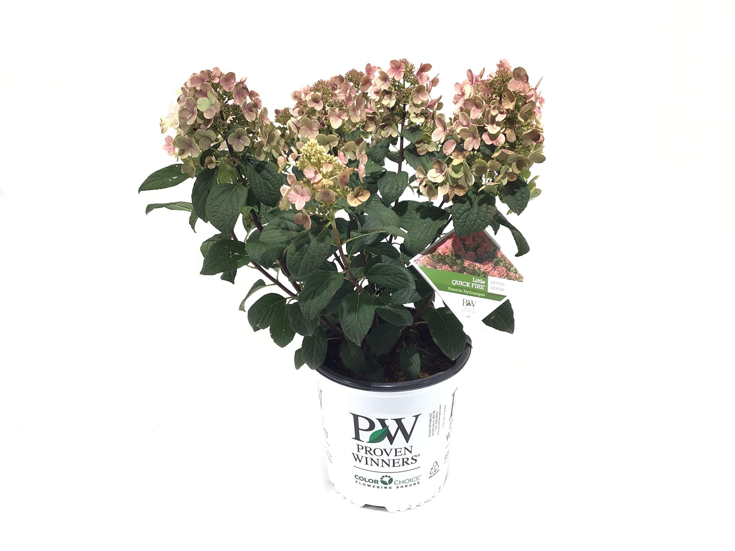 Hydrangea P Little Quick Fire G2 PW