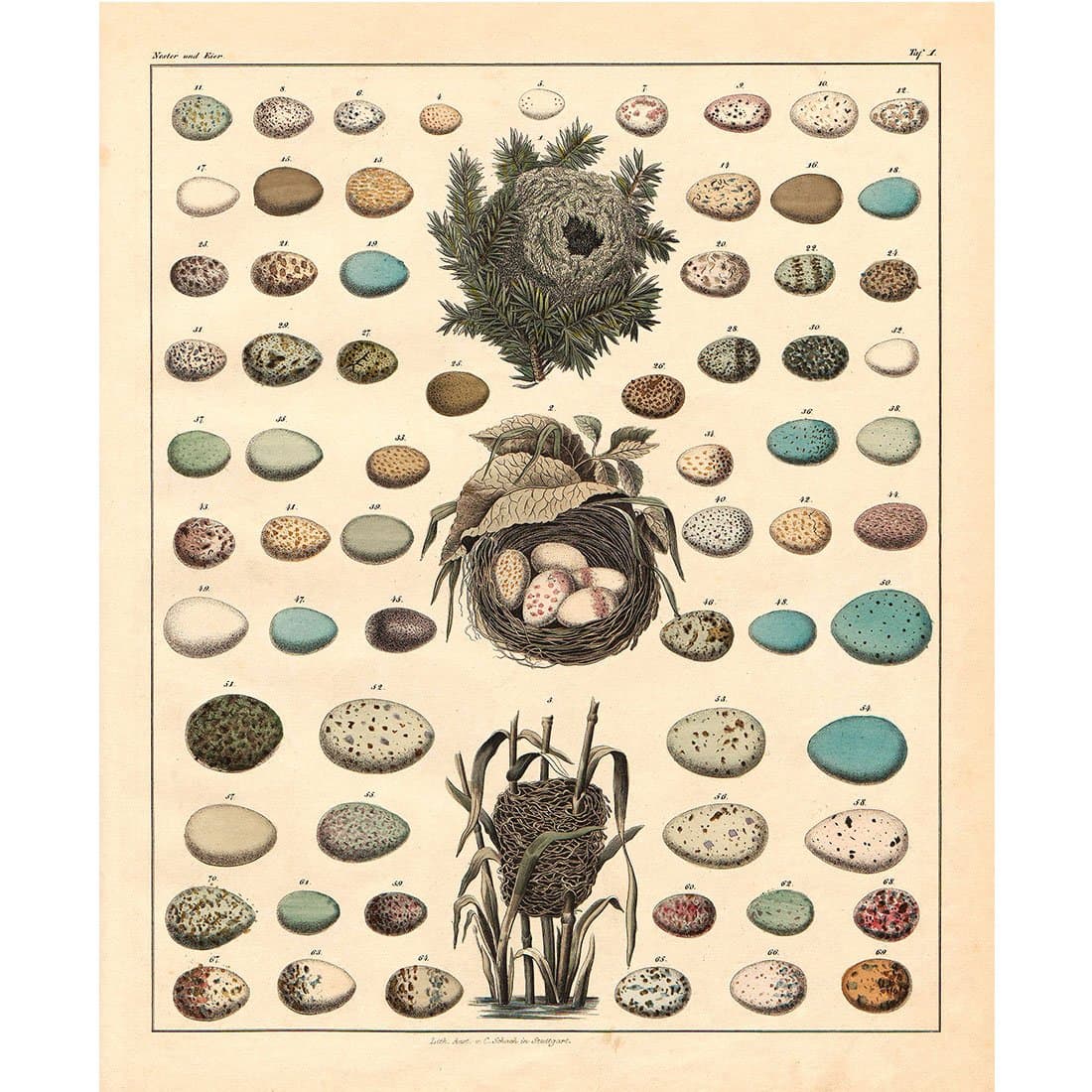 Vintage Eggs Poster
