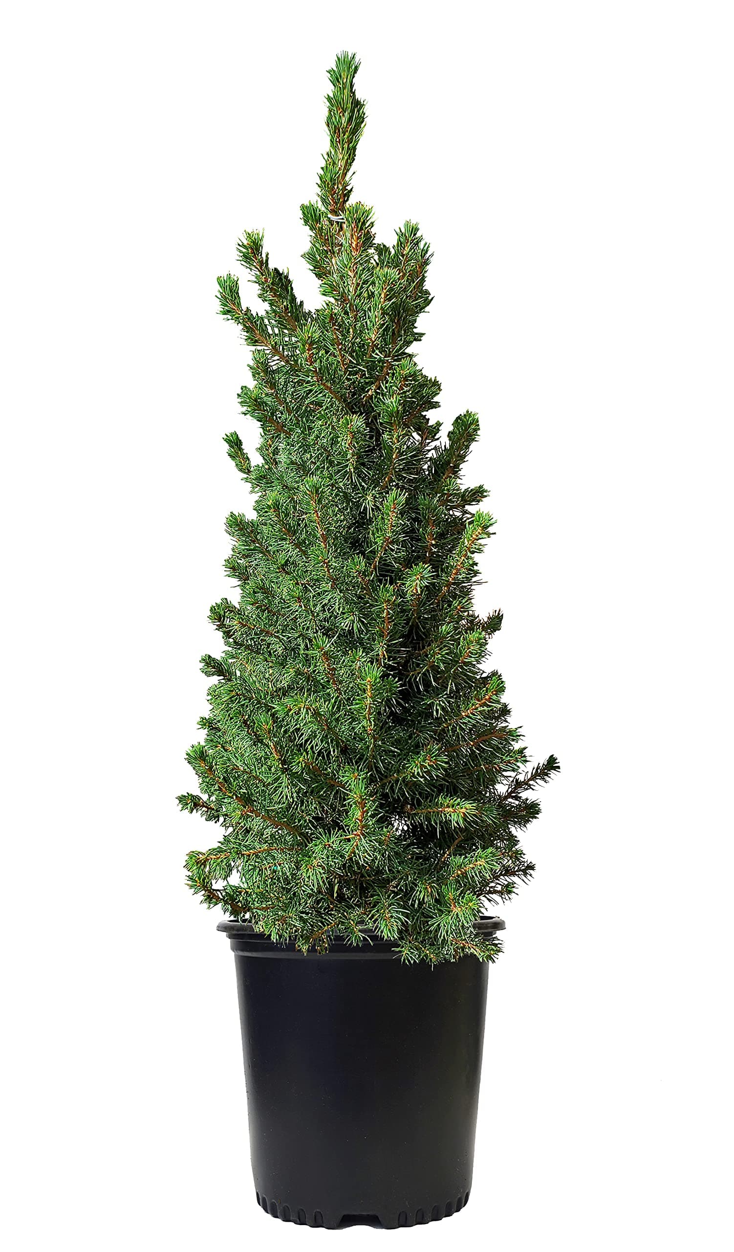 Live Plant Outdoor Mini Christmas Tree, Picea Glauca ‘Conica’ Dwarf Alberta Spruce Evergreen, a 1-Gallon Potted Plant