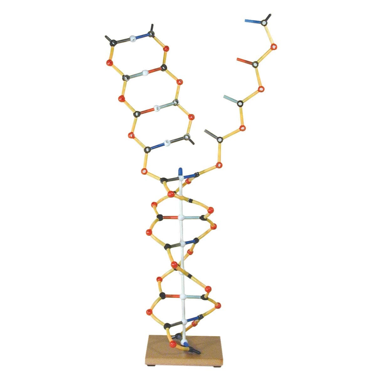 DNA - RNA model