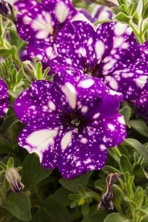 Petunia 'Night Sky