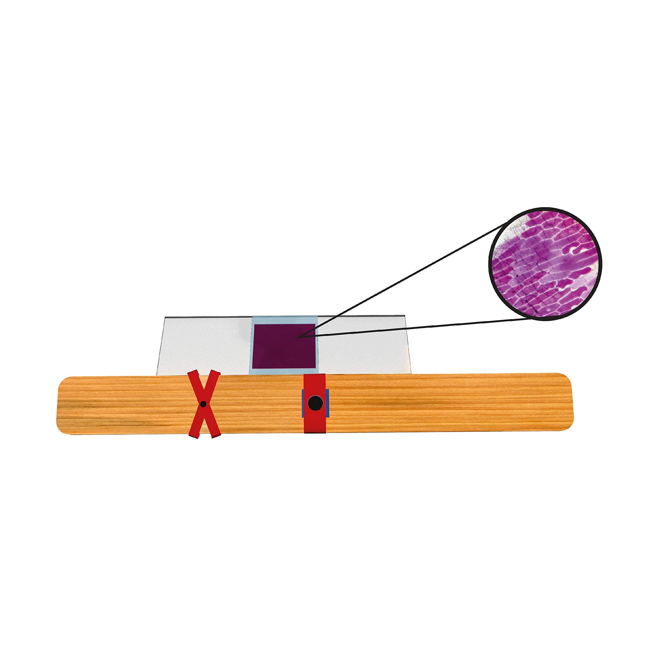 ThinkTac DIY 100x Microscope (Science Kit)