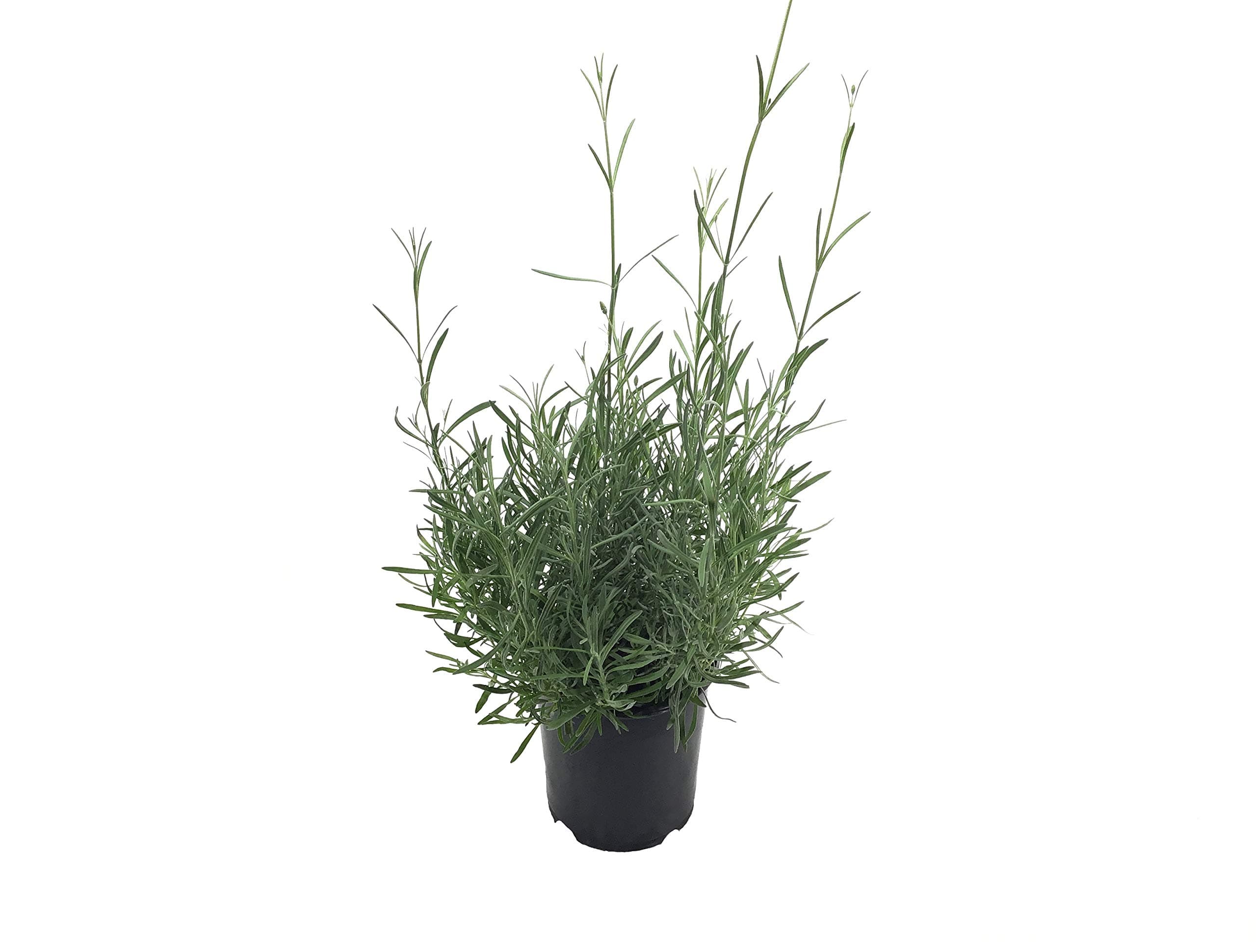 Lavender Provence (Lavandula x.)