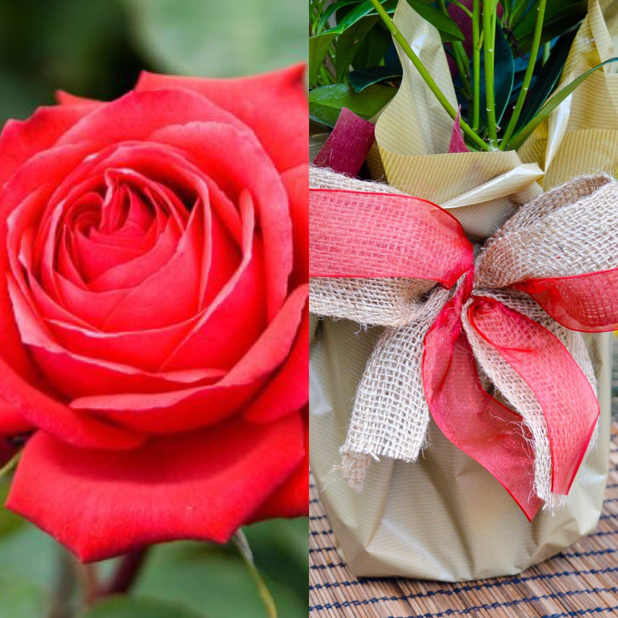 Ruby Wedding Gift Rose - Ruby Anniversary Plant Gift - 40th Wedding Gifts